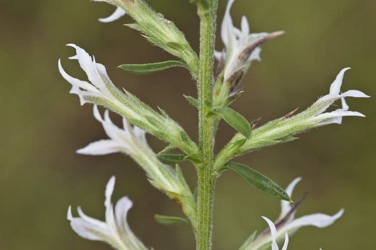 Liatris elegans 2