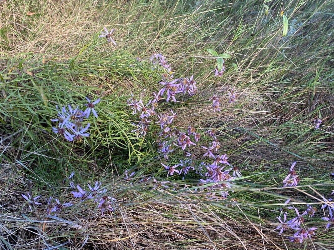 Galatella sedifolia 27