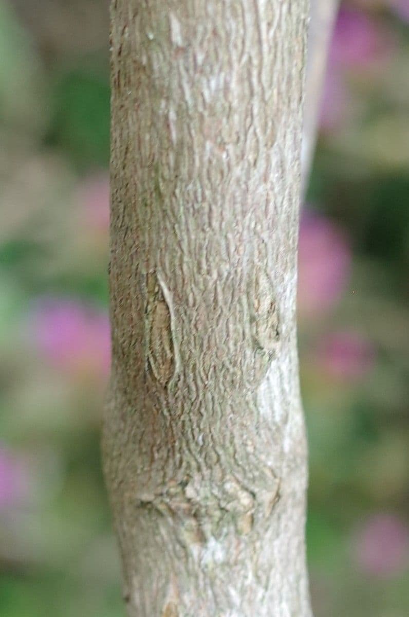 Rododendro 15