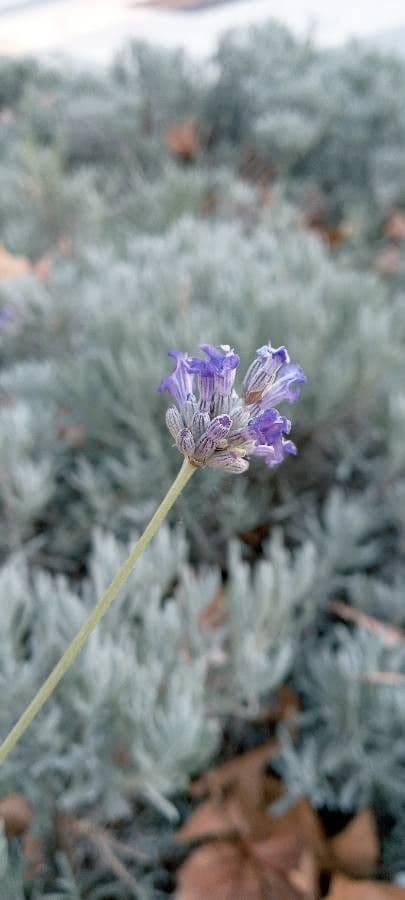 Lavanda lanata 3