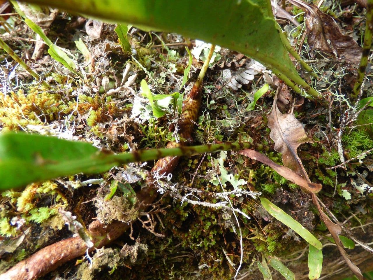 Elaphoglossum 4