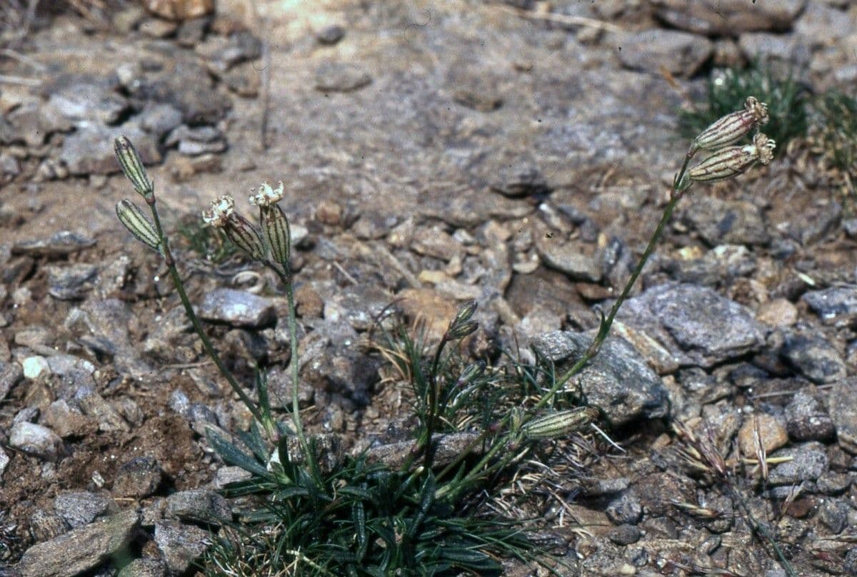 Silene 8