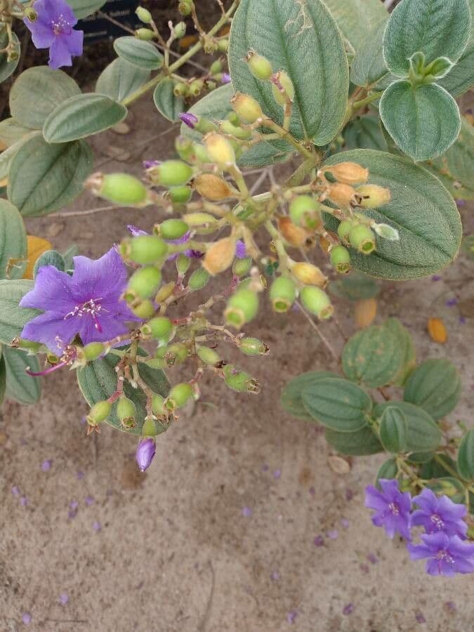 Pleroma 9