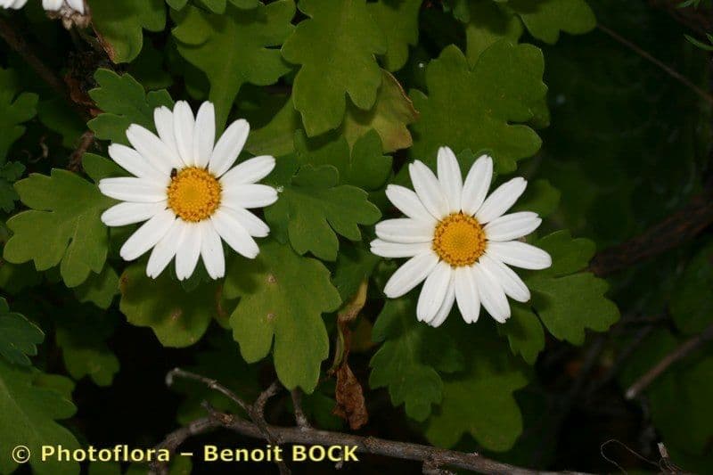 Argyranthemum 10