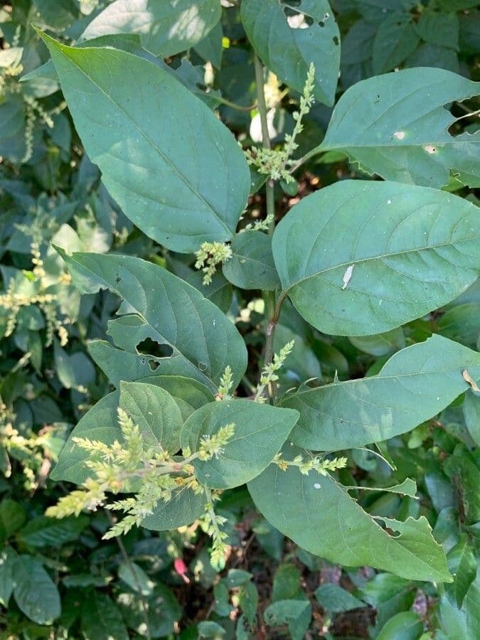 Chamissoa Altissima 15