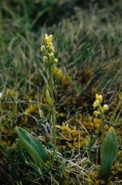 Orchidea a foglie ottuse 4
