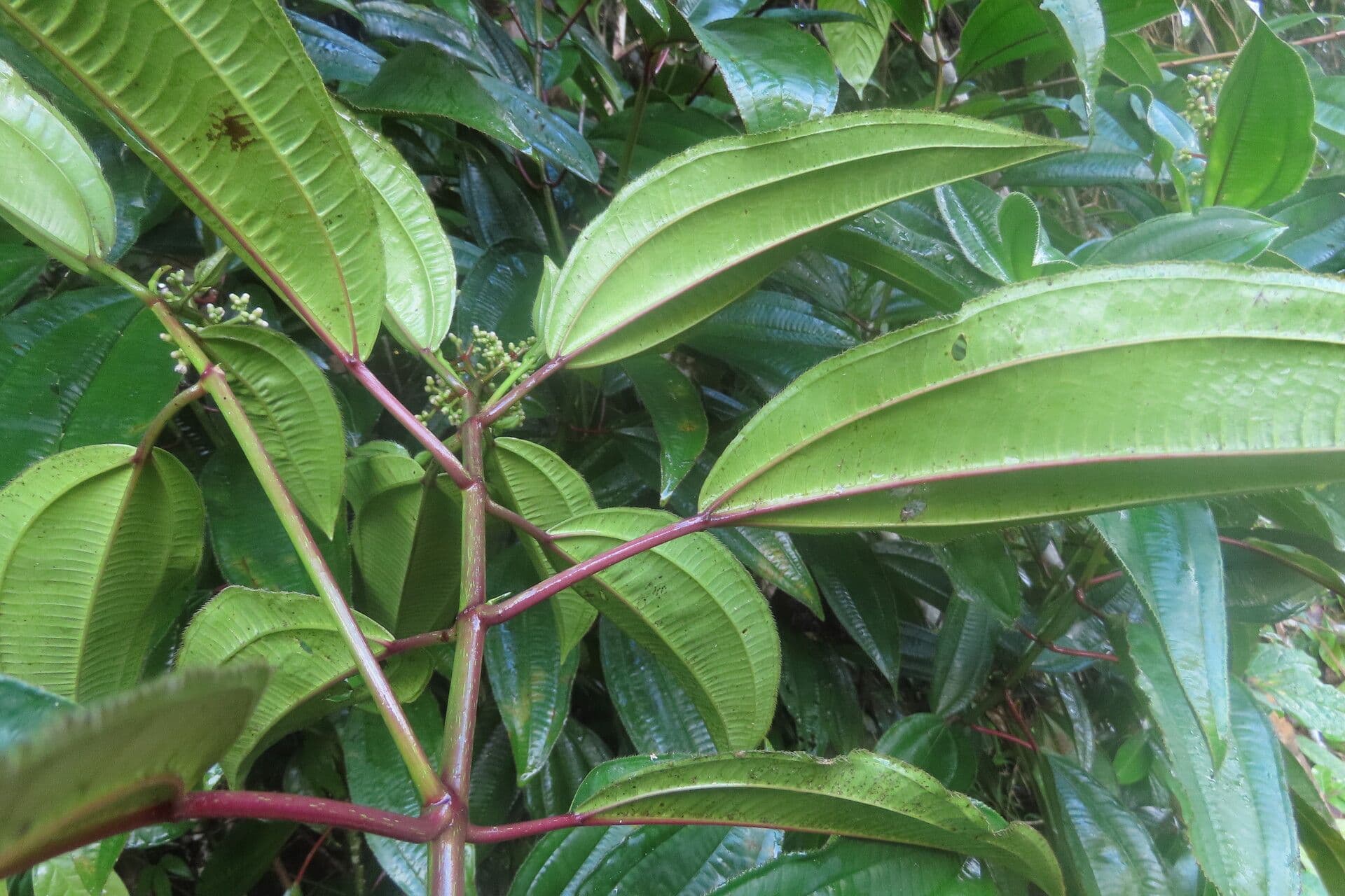 Miconia 3