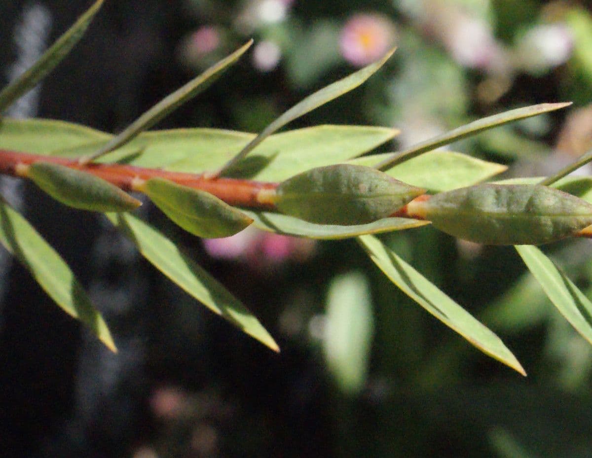 Pimelea 9