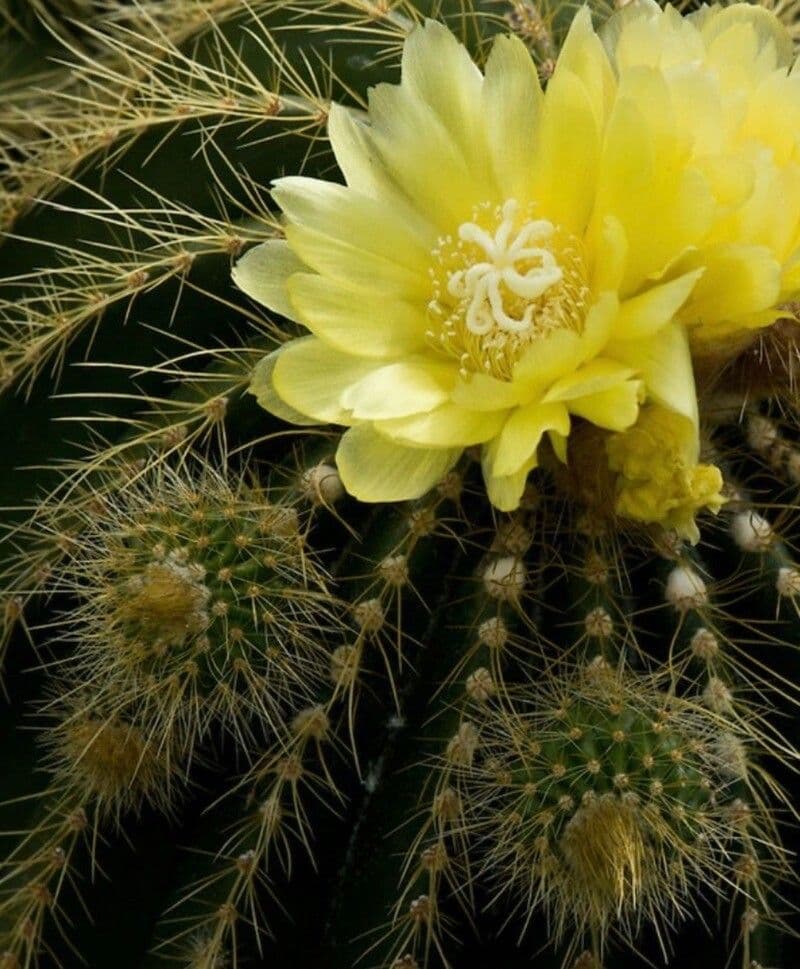 Parodia 5