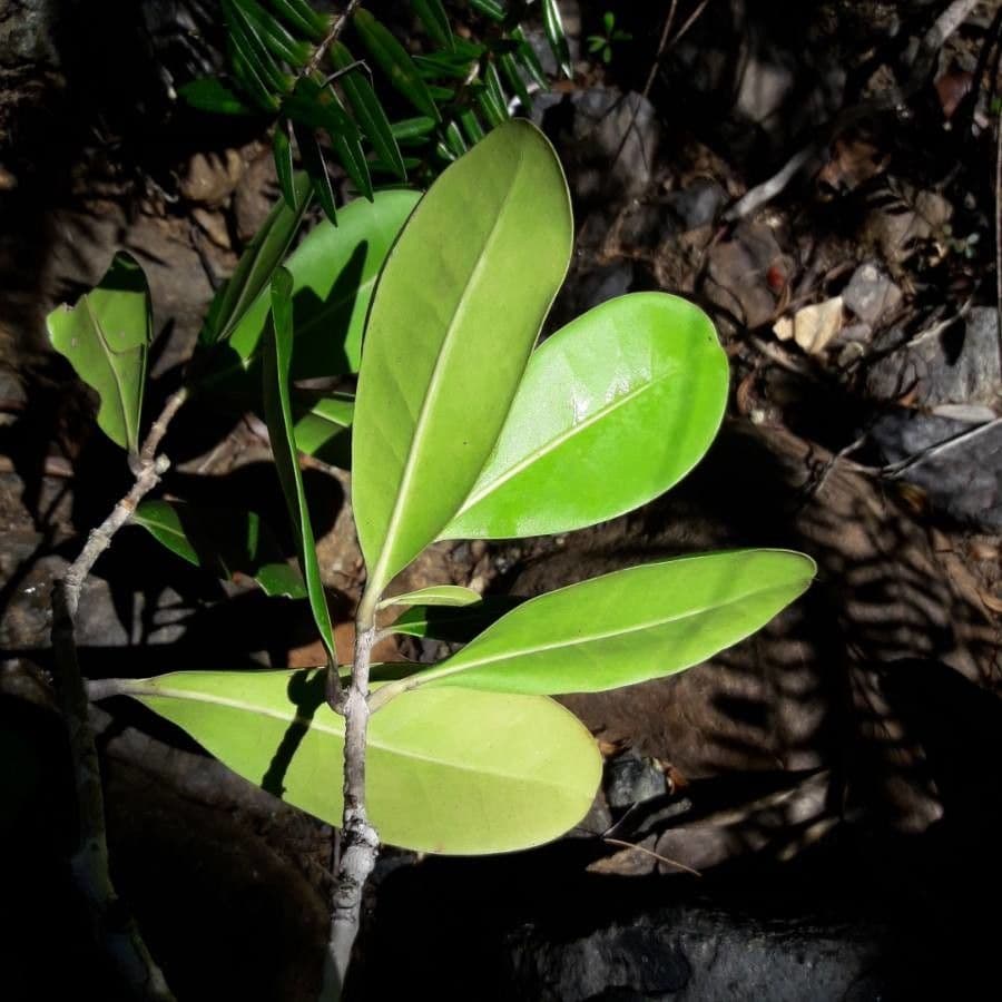 Osmanthus 14