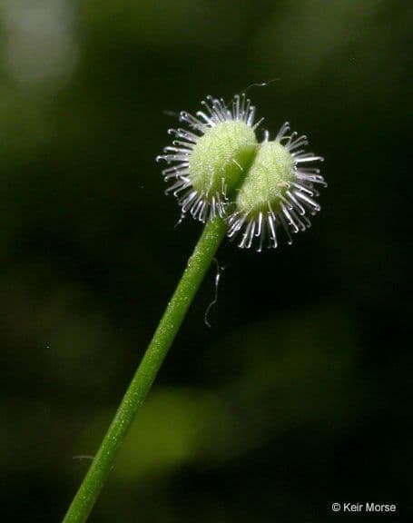 Caglio trifloro 3