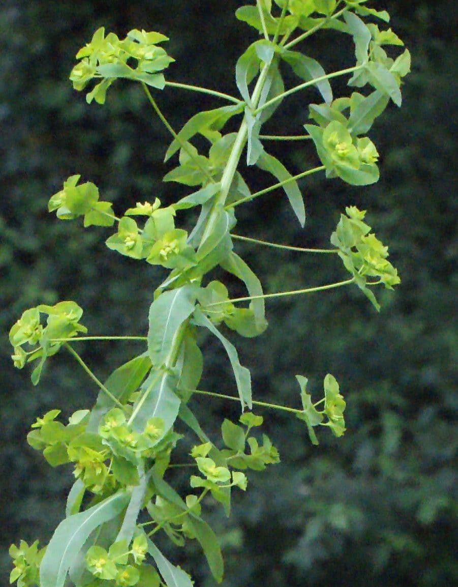 Irisches Wolfsmilch 28