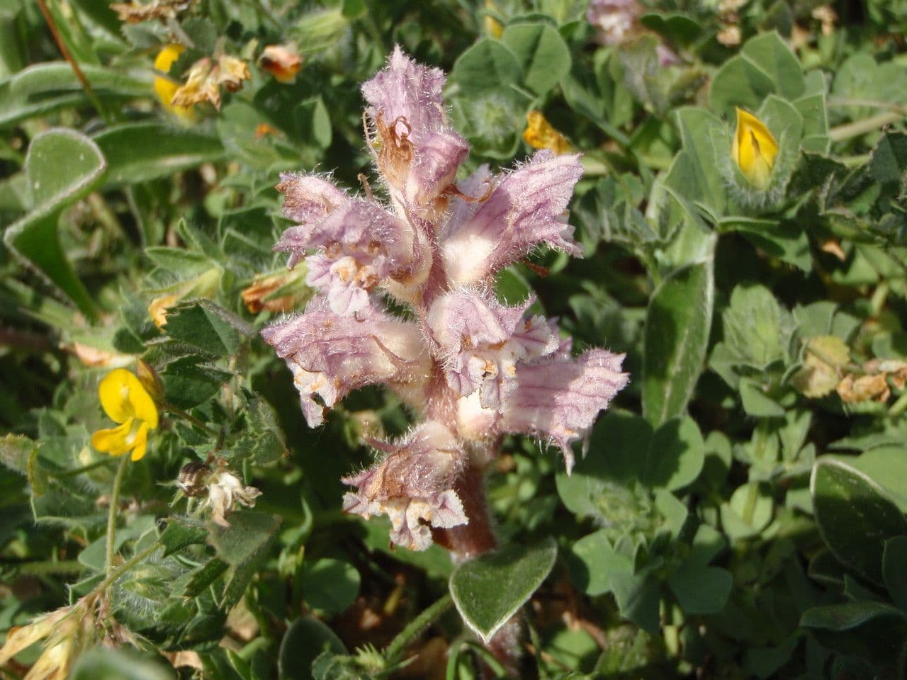 Orobanche pubescente 6