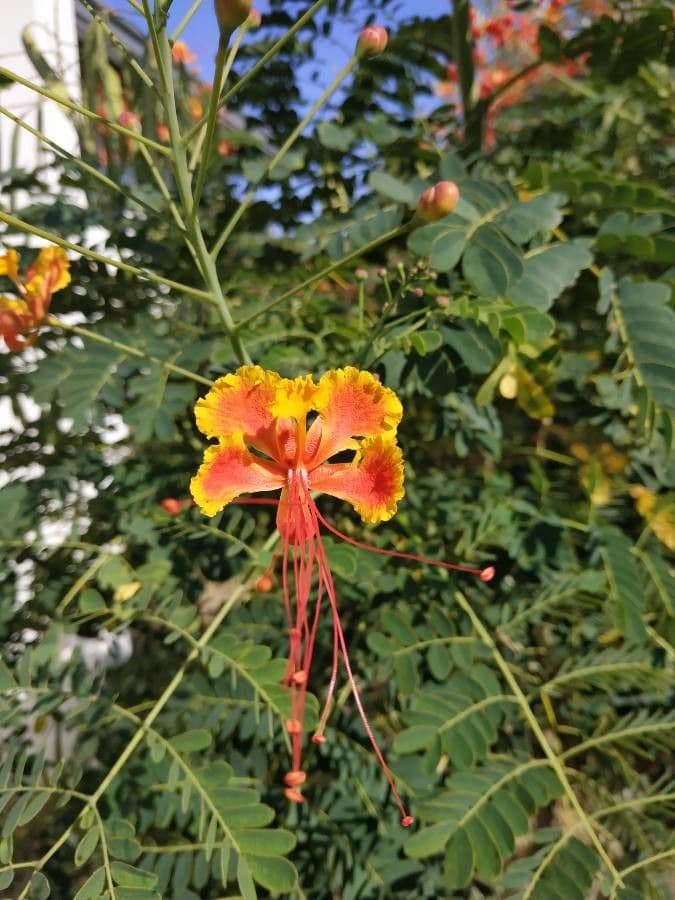 Cesalpinia 10