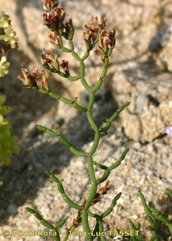 Limonio contorto 14