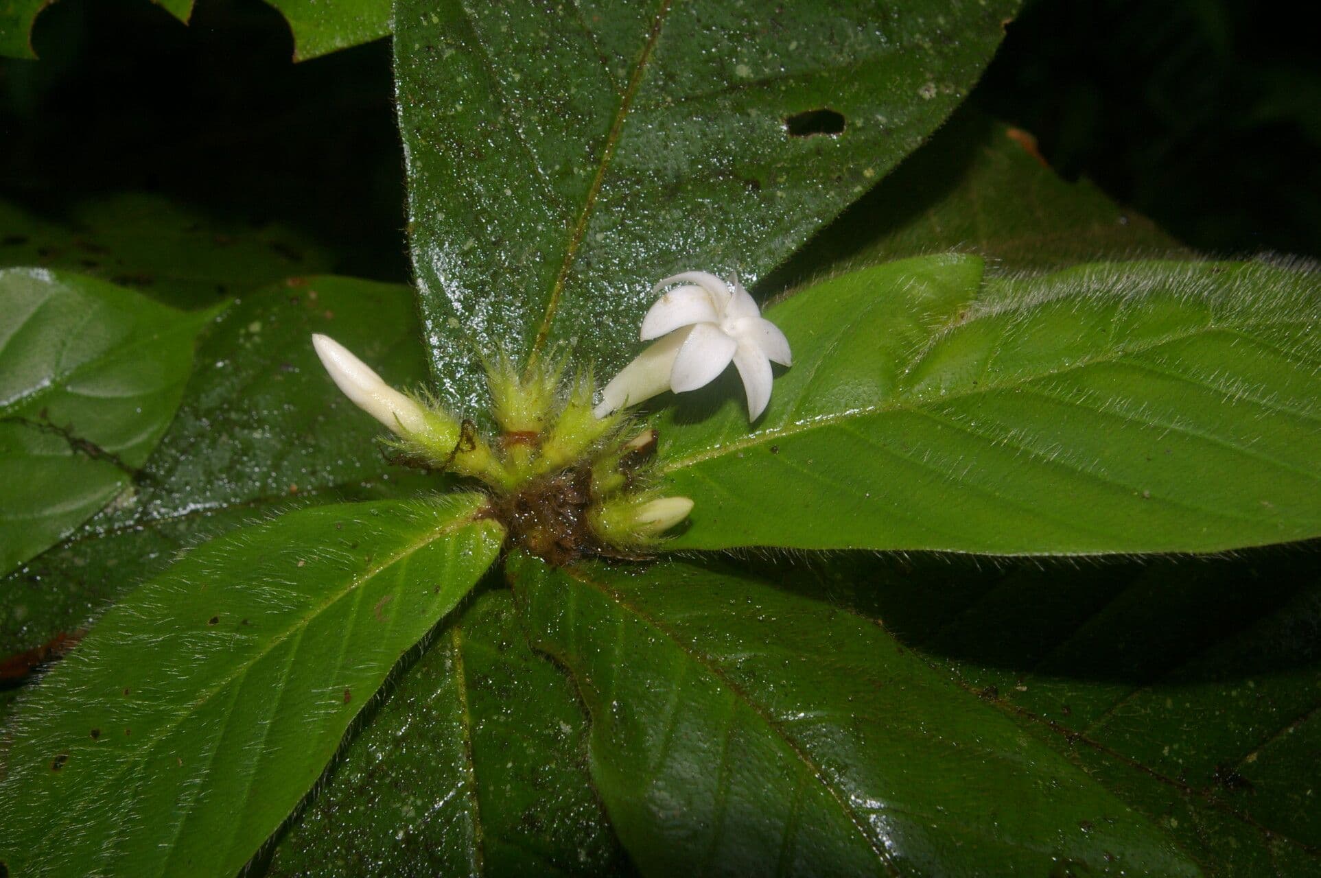 Duroia 5