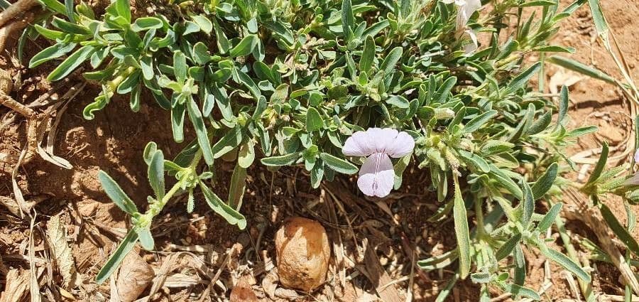 Barleria argentea 3