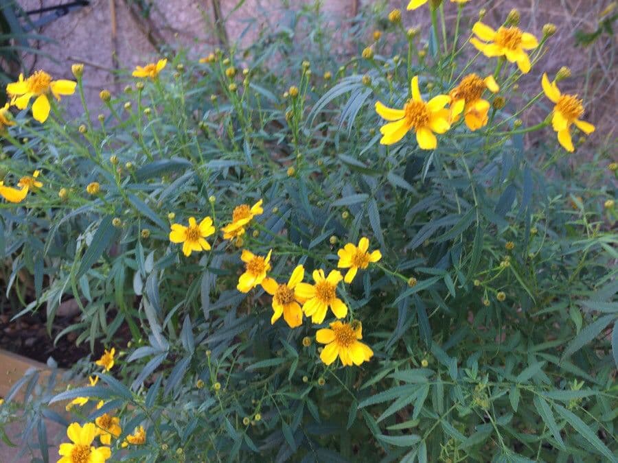 Tagetes 3