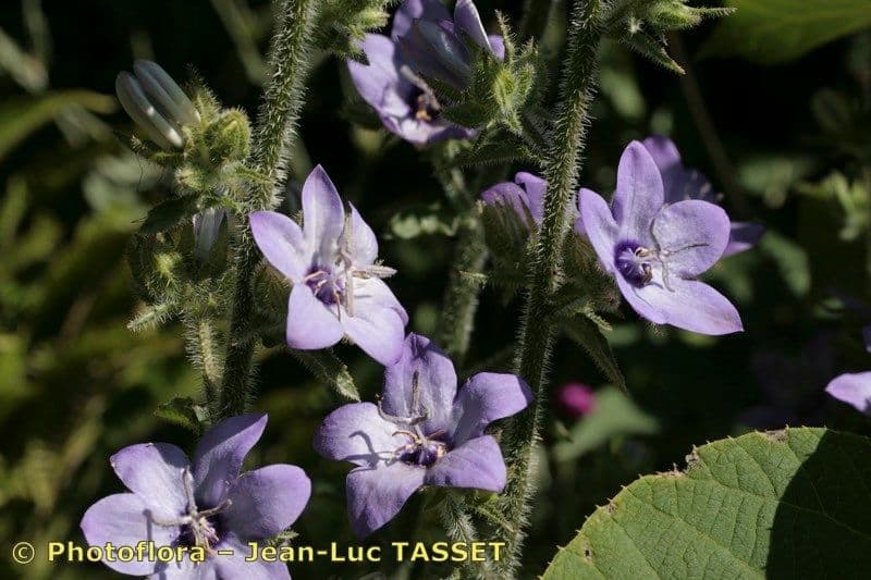 Campanula 4