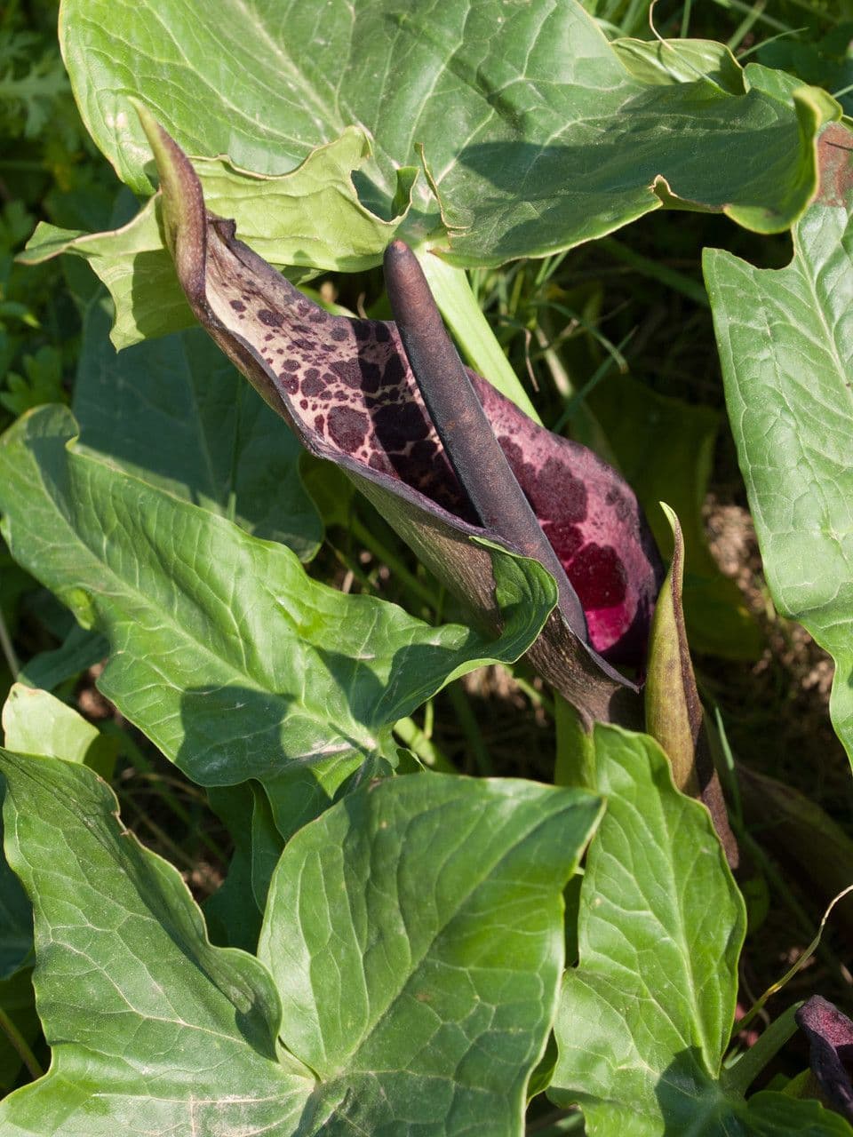 Arum