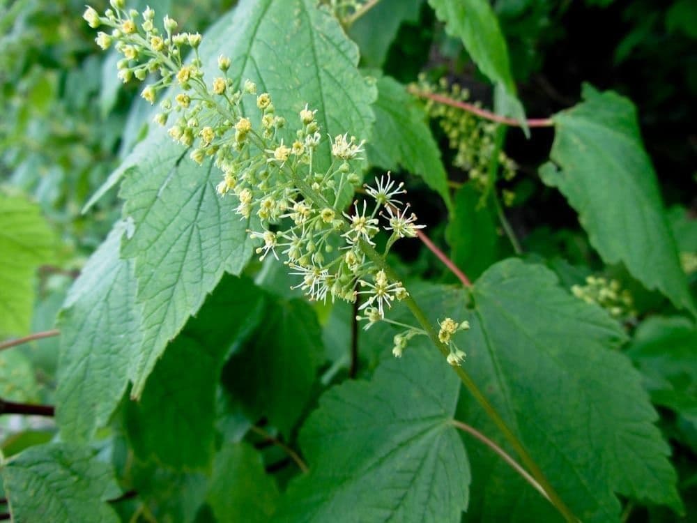 Javoraron 6