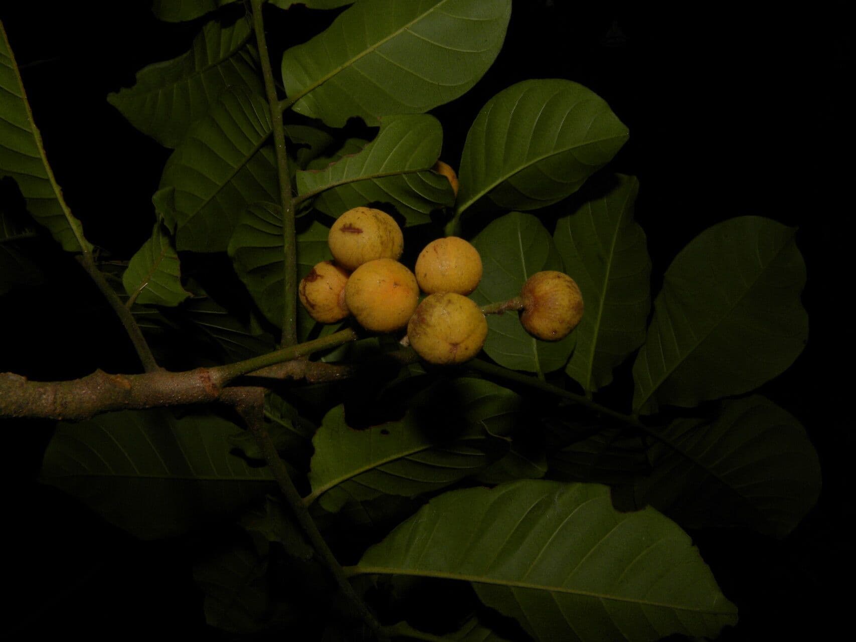 Trichilia martiana 3