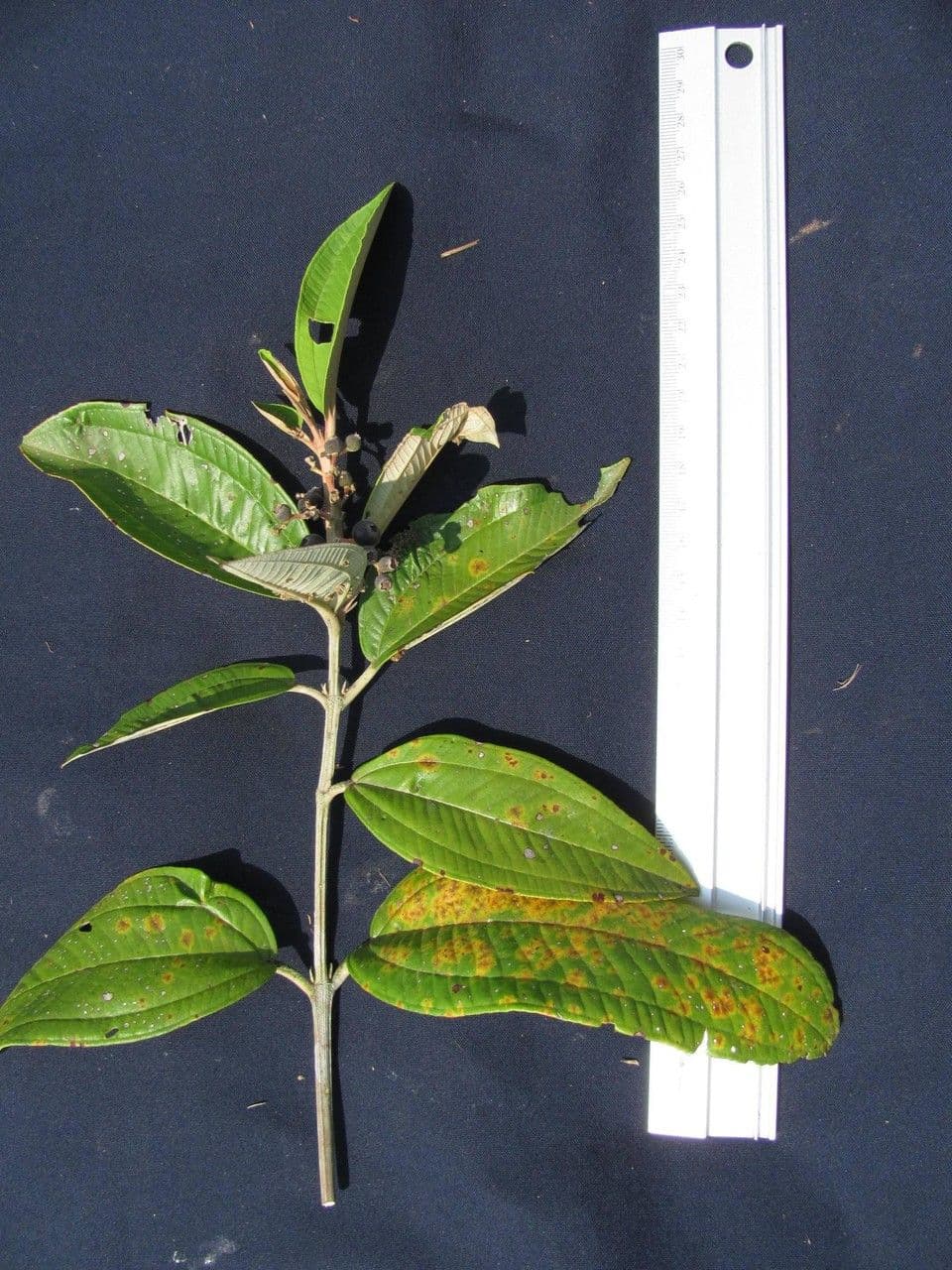 Miconia stenostachya 5