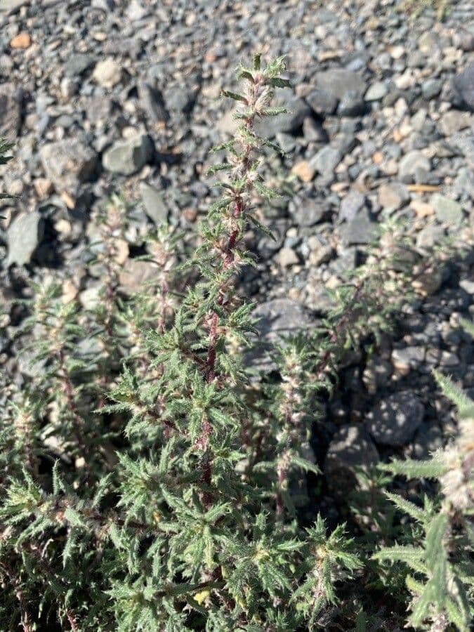 Forsskaolea 11