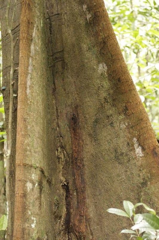 Surinam-Baum