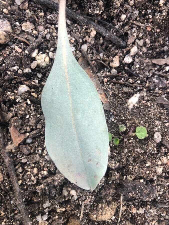Pardoglossum cheirifolium 4