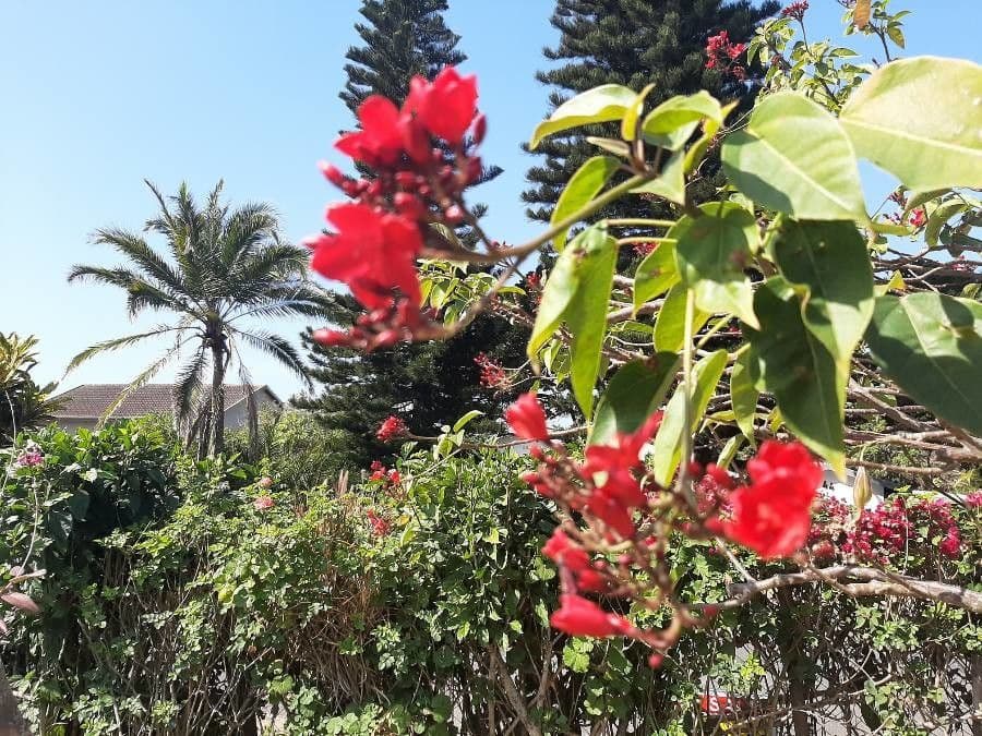Plumbago 2