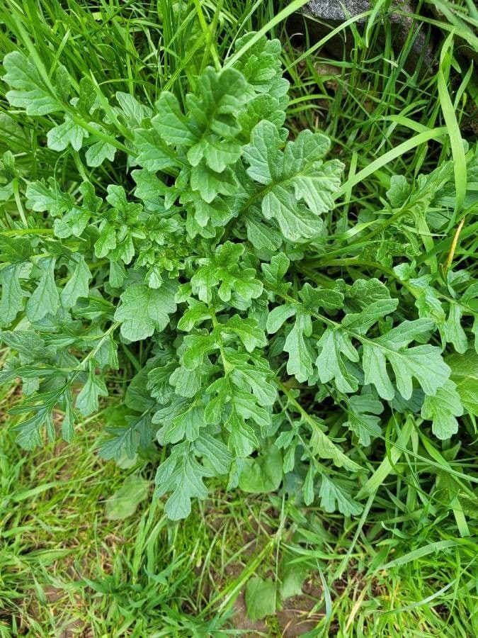 Senecio 11