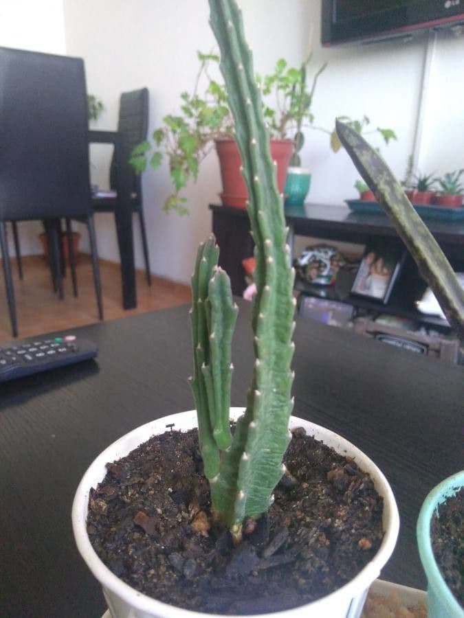 Stapelia gigantea 23