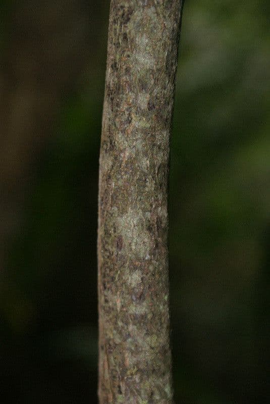 Olax 8