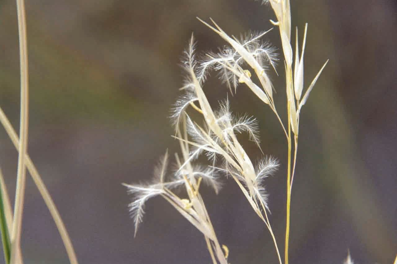 Stipagrostis vulnerabile