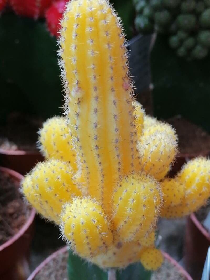 Cactus lunare 6