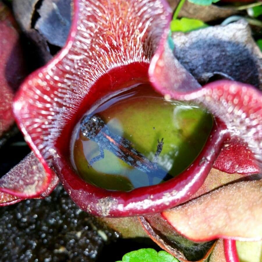 Rote Schlauchpflanze 20