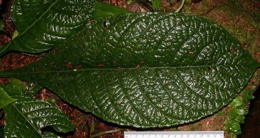 Aphelandra 9