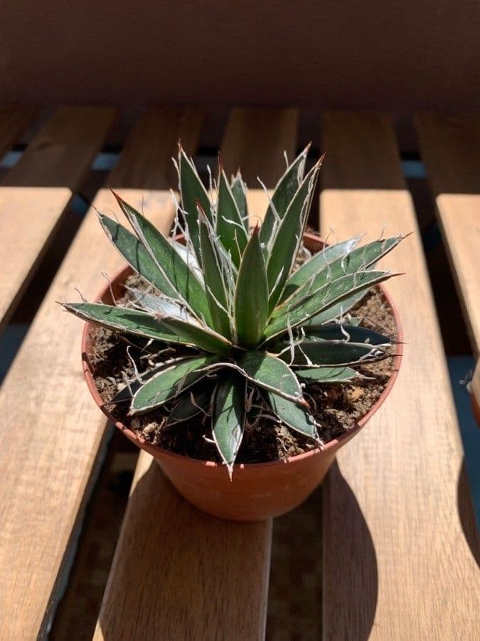 Agave filifera 12