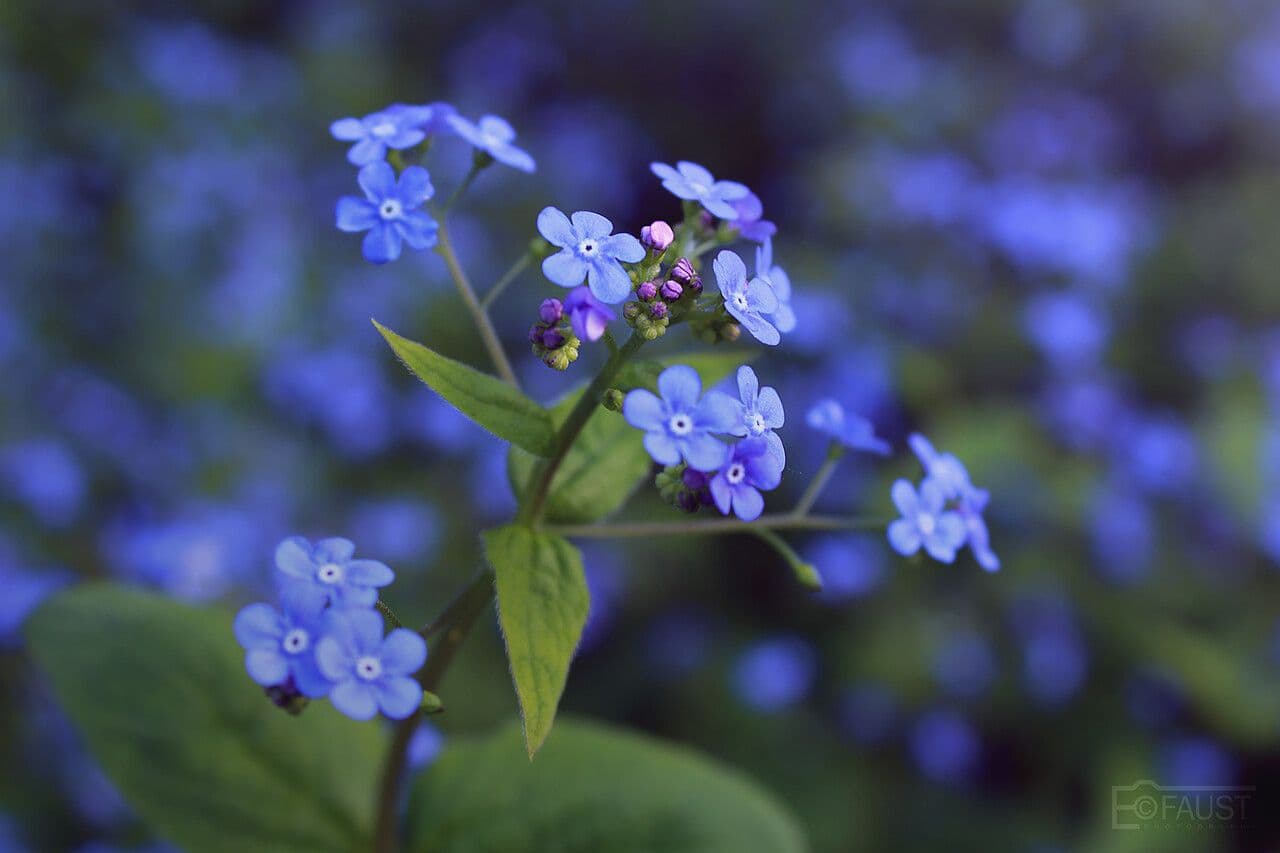 Brunnera macrophylla 6