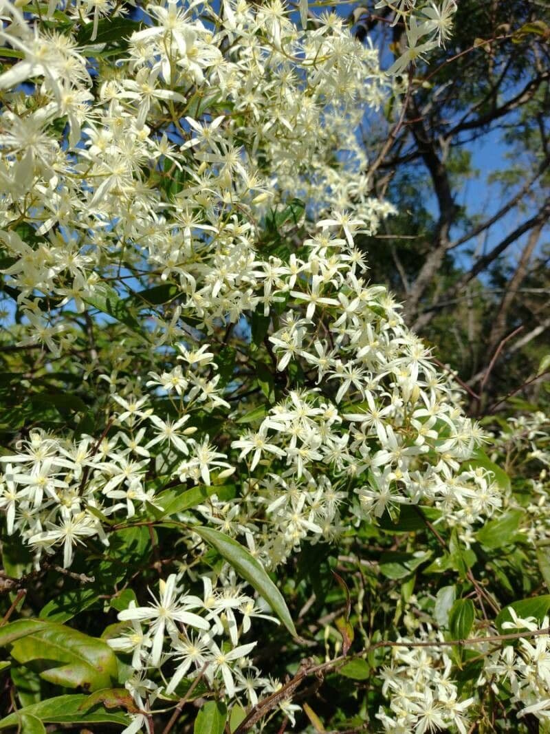 Clematis glycinoides 3