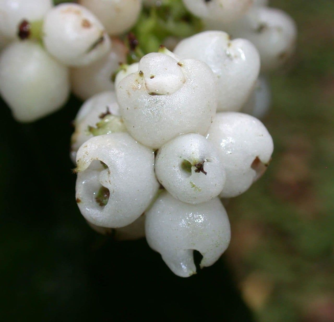Hedyosmum 3