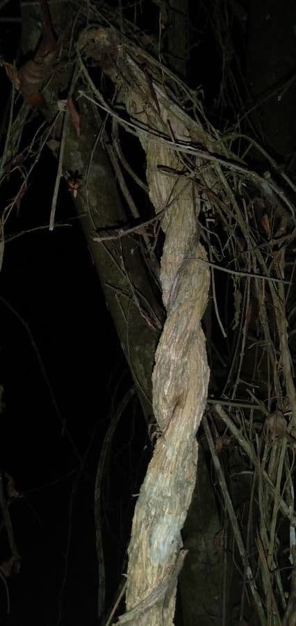 Ayahuasca 15