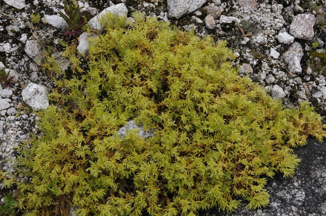 Stellaria 8