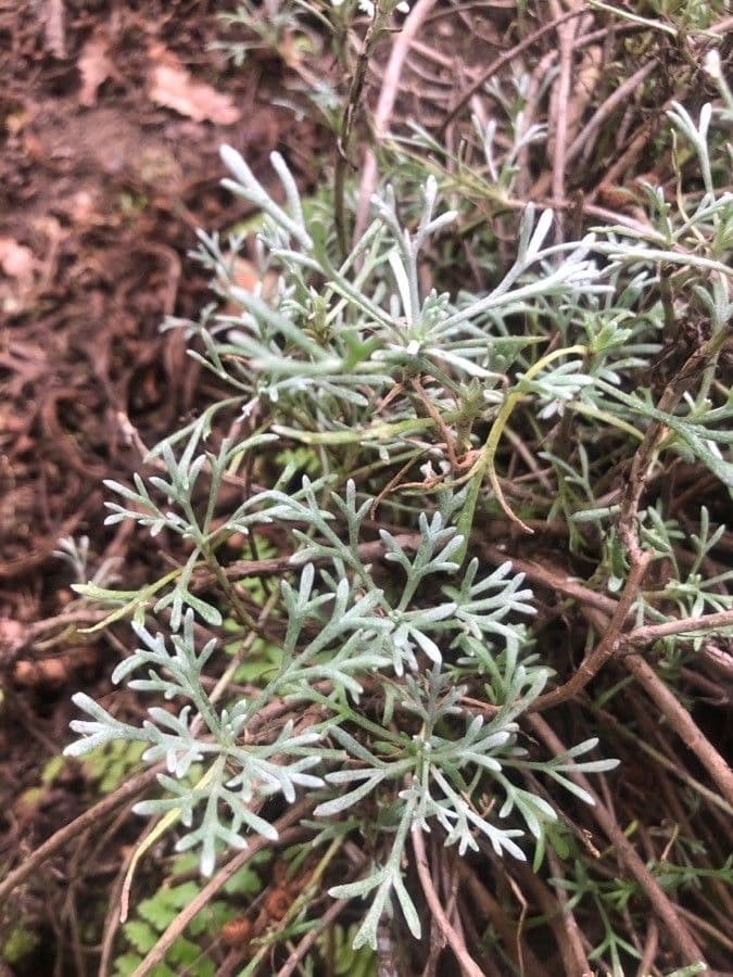 Rhodanthemum 11