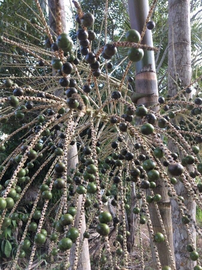 Açai