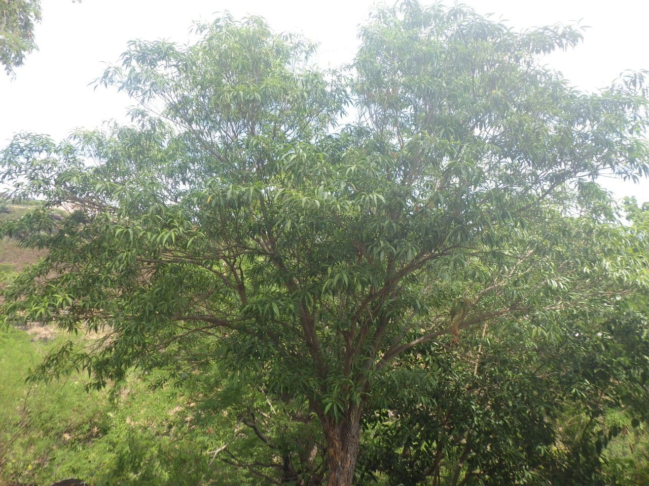 Tabernaemontana persicariifolia 8
