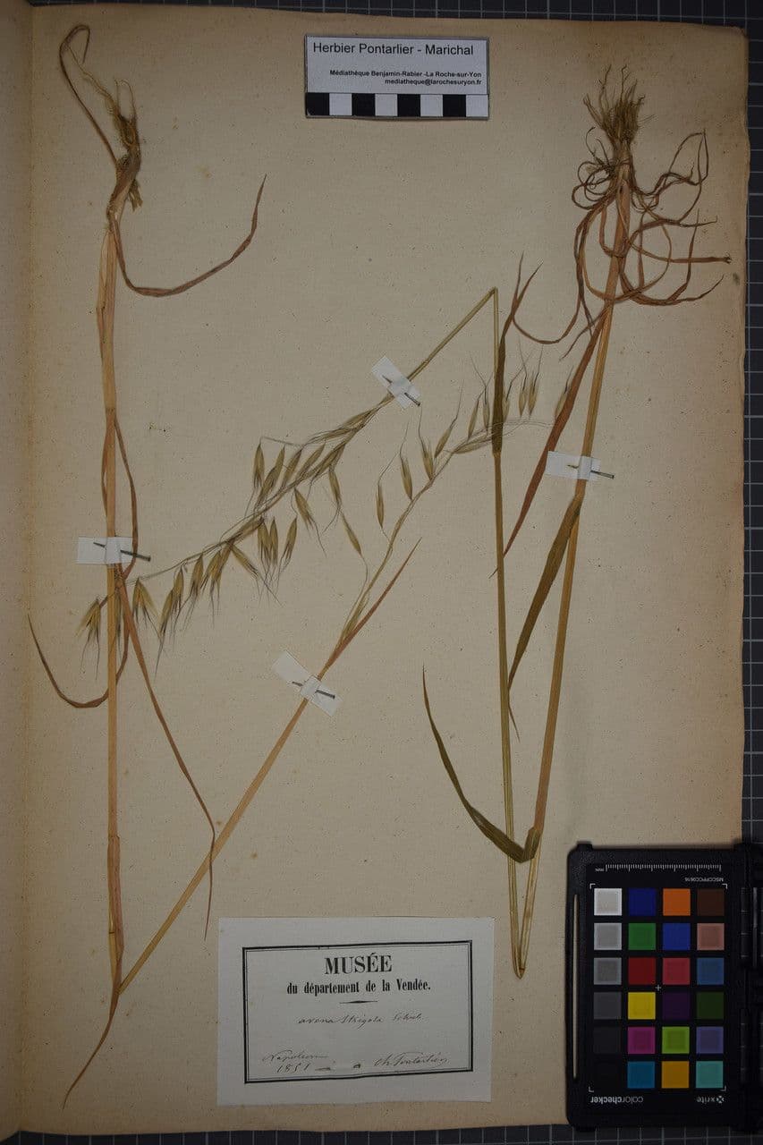 Avena strigosa 20