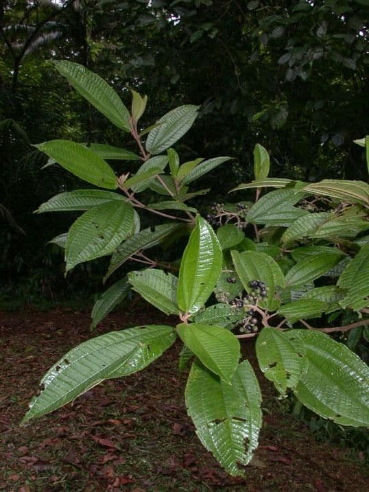 Miconia a spighe multiple 17