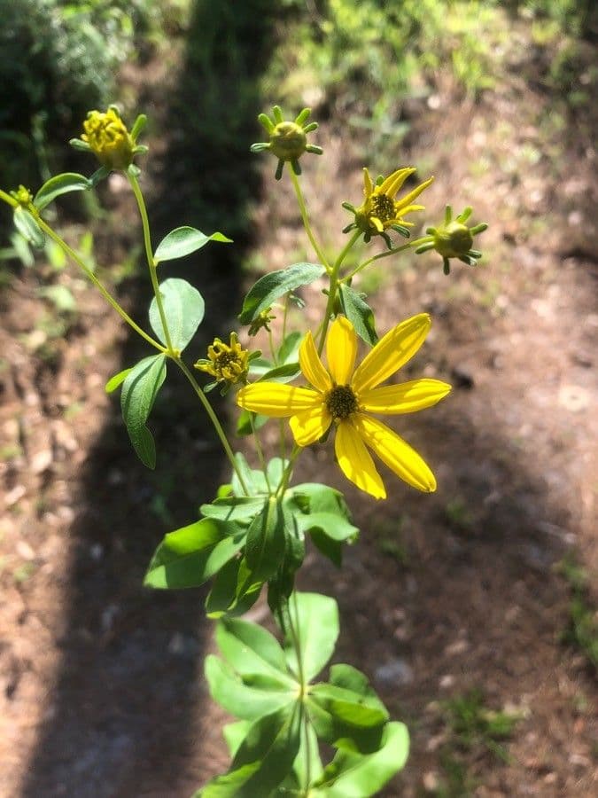 Coreopsis mayor 3